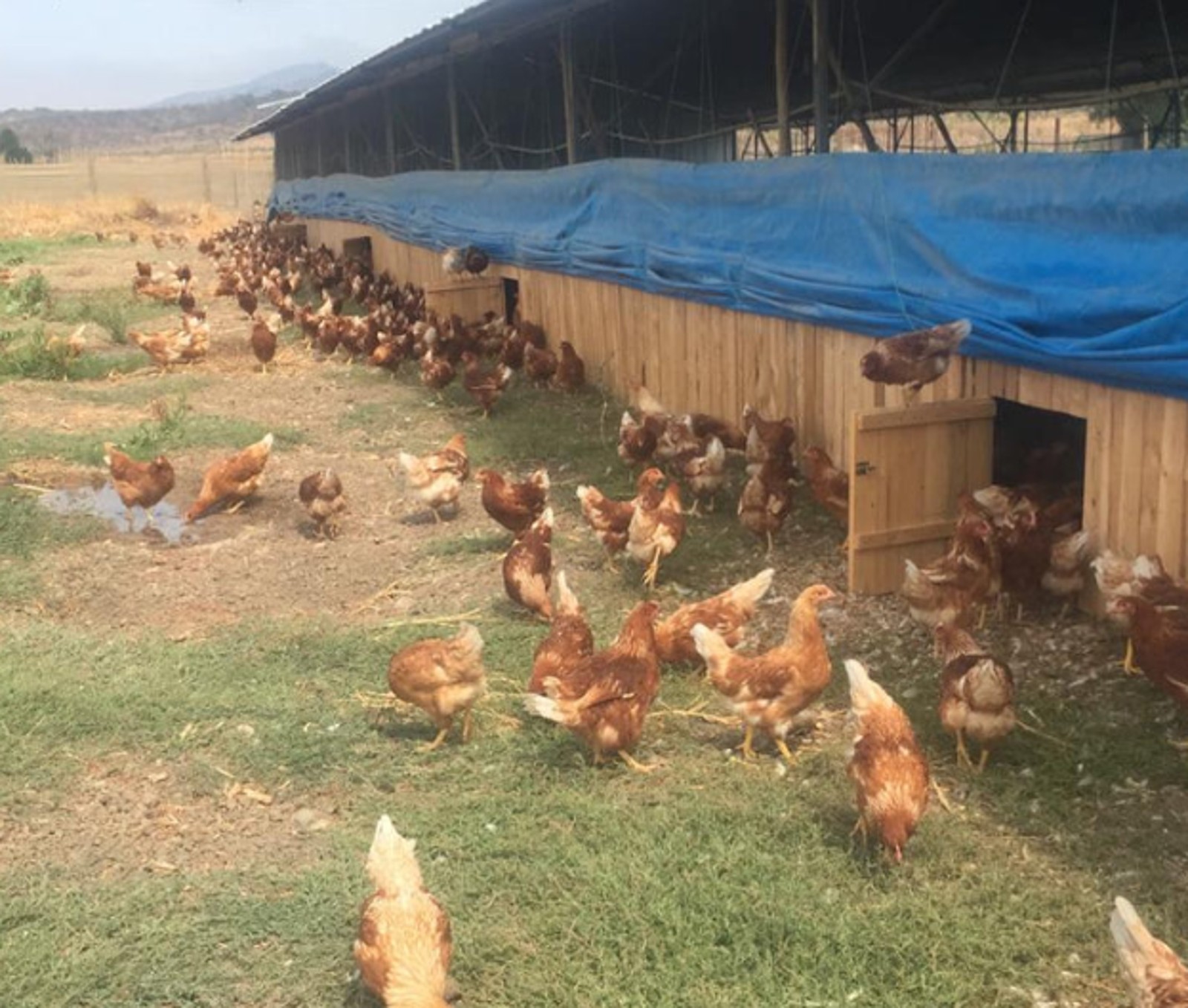 Gallinas libres de jaula Santa Clara Huevos
